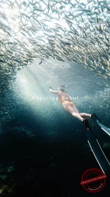 아이레xbohol Napaling
아이레와 함께 한 보홍 나팔링♥️🏝️
프리다이빙으로 한께 한 추억 - 🎶
📸@se.a._
Aire💕 @gyulily
#bohol #napalling #프리다이빙투어 #보홀 #나팔링